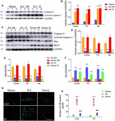 Xenon Exerts Neuroprotective Effects on Kainic Acid-Induced Acute Generalized Seizures in Rats via Increased Autophagy